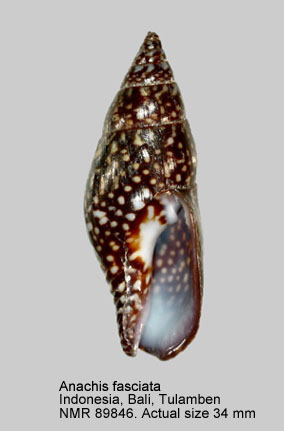 Anachis fasciata (3).jpg - Anachis fasciata (G.B.Sowerby,1825)